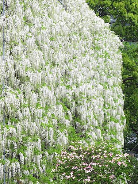 Wisteria f3.JPG