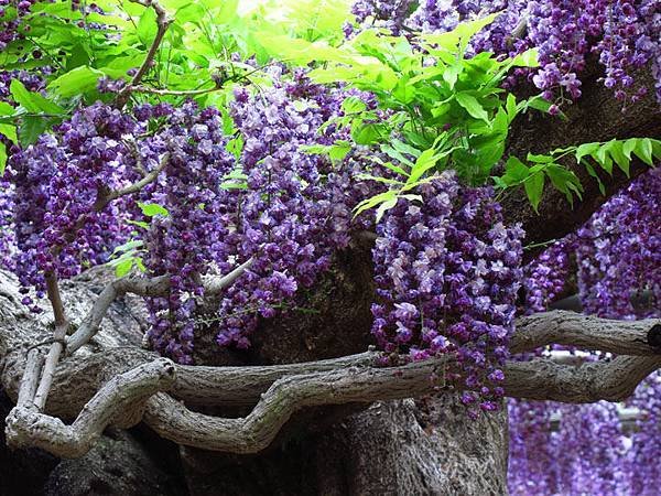 Wisteria h3.JPG