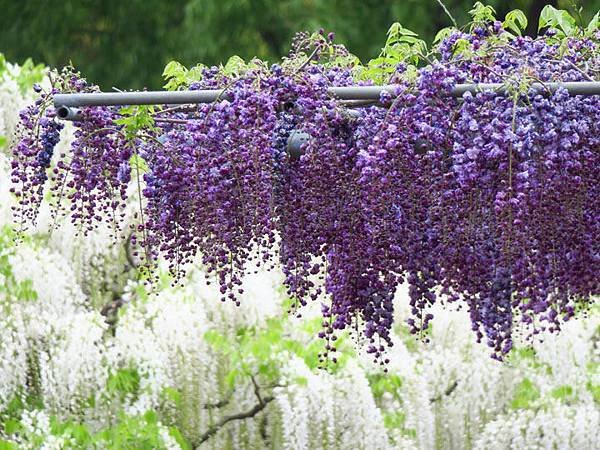 Wisteria i3.JPG