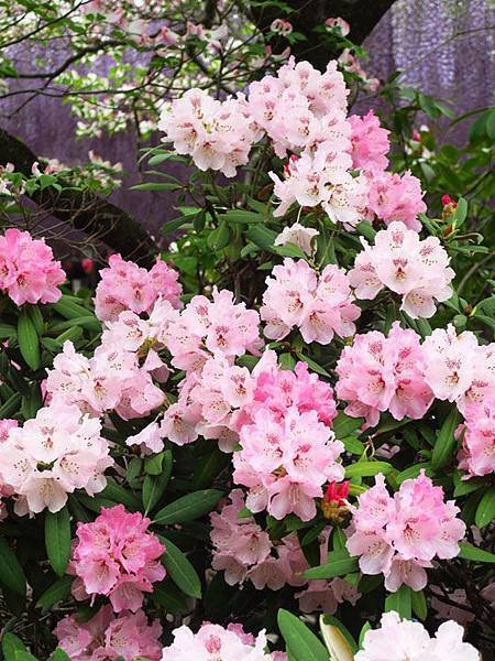 Azalea b9.JPG