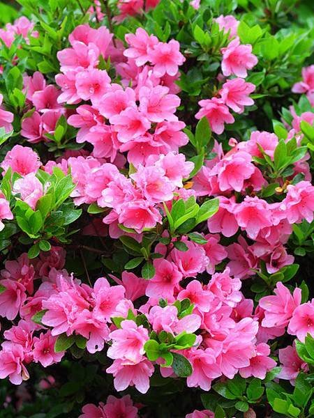 Azalea i3.JPG