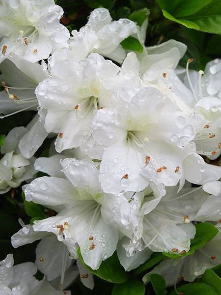 Azalea i4.JPG