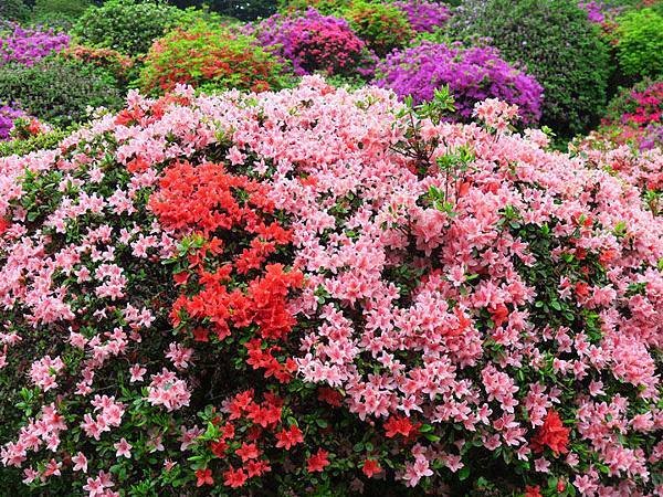 Azalea i6.JPG