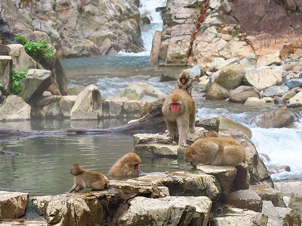 Onsen monkeys b2.JPG