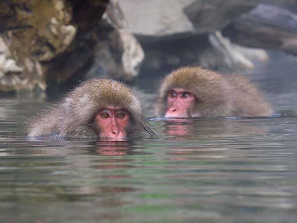 Onsen monkeys c3.JPG