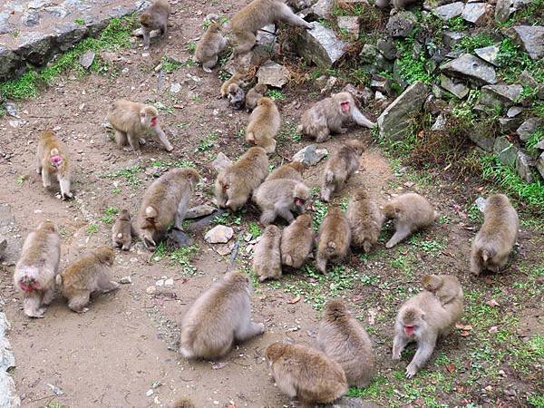 Onsen monkeys b3.JPG