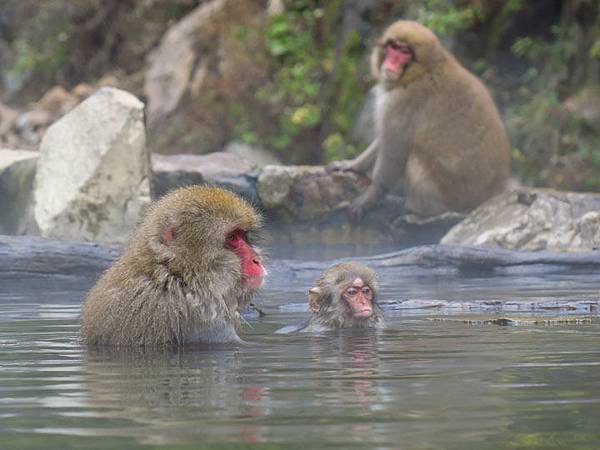 Onsen monkeys c2.JPG