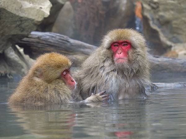 Onsen monkeys c5.JPG