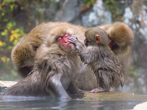 Onsen monkeys c1.JPG