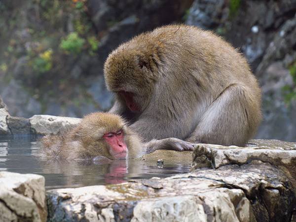 Onsen monkeys c4.JPG