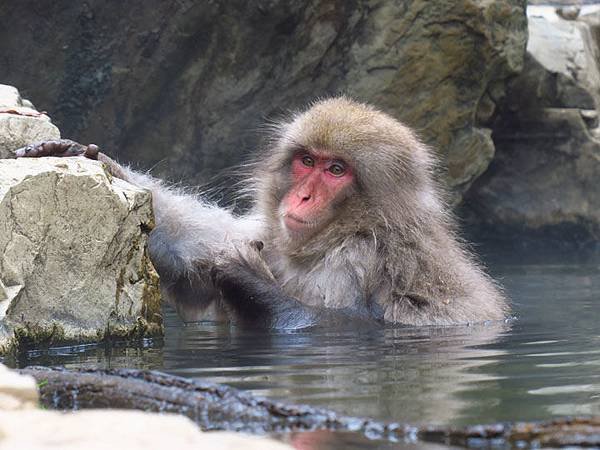 Onsen monkeys c6.JPG