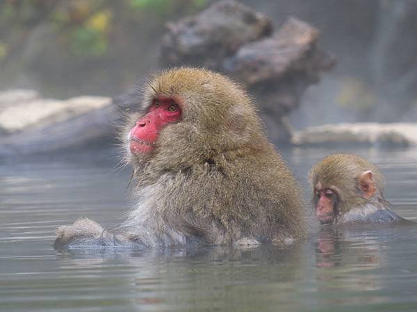 Onsen monkeys c8.JPG