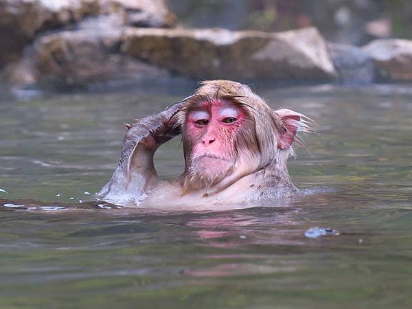 Onsen monkeys d1.JPG