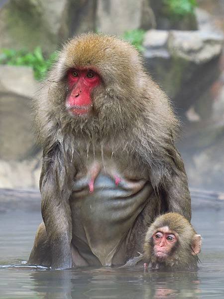 Onsen monkeys d2.JPG