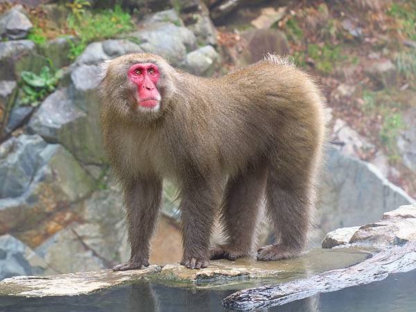 Onsen monkeys e1.JPG