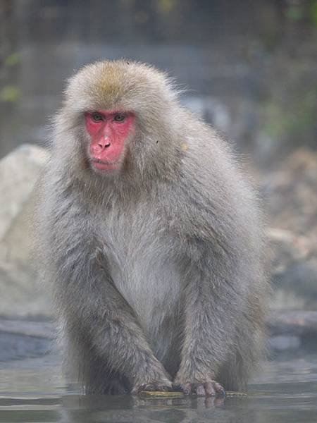 Onsen monkeys e6.JPG