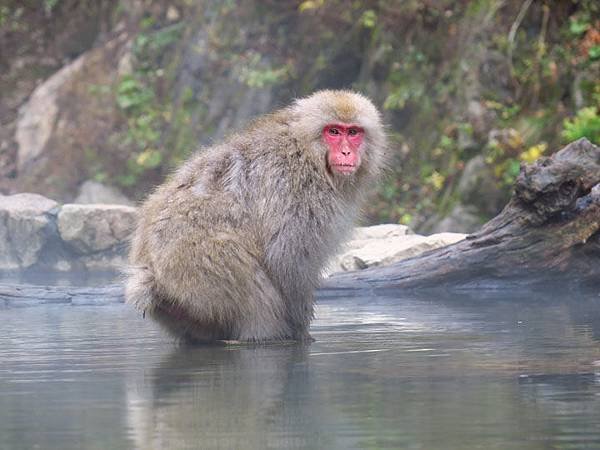 Onsen monkeys e5.JPG