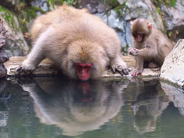 Onsen monkeys e3.JPG