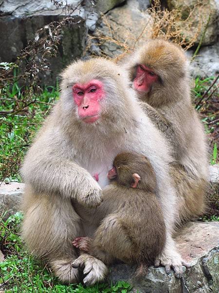 Onsen monkeys f3.JPG