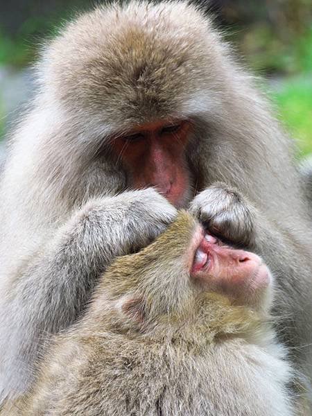 Onsen monkeys f4.JPG