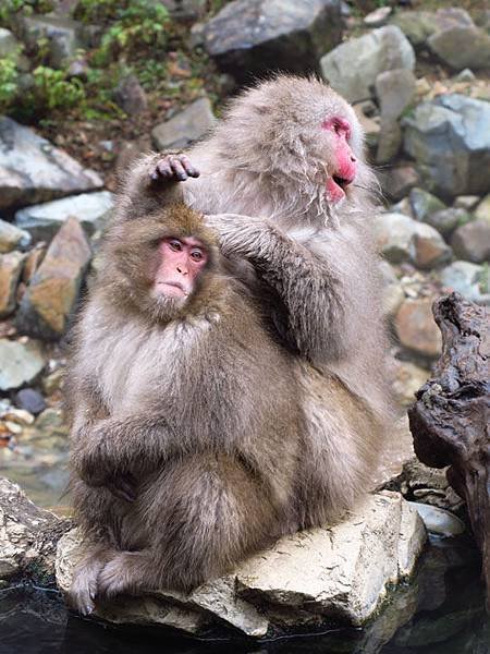 Onsen monkeys f2.JPG