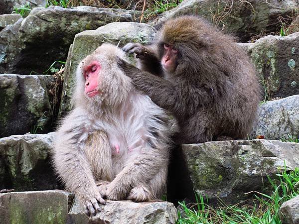 Onsen monkeys f1.JPG