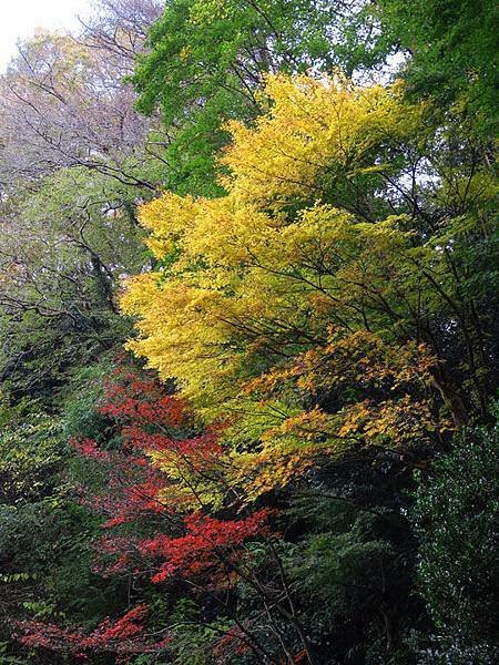 Kamakura j7.JPG