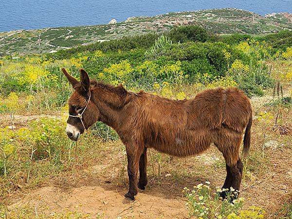 Sifnos d7.JPG