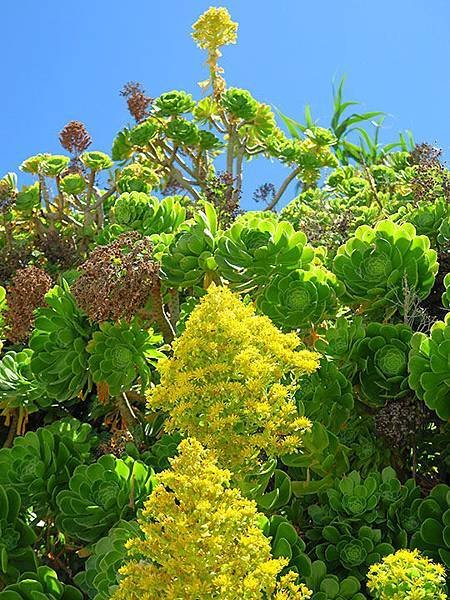 希臘跳島(二十一)‧島嶼野花(上)‧(Island Wild