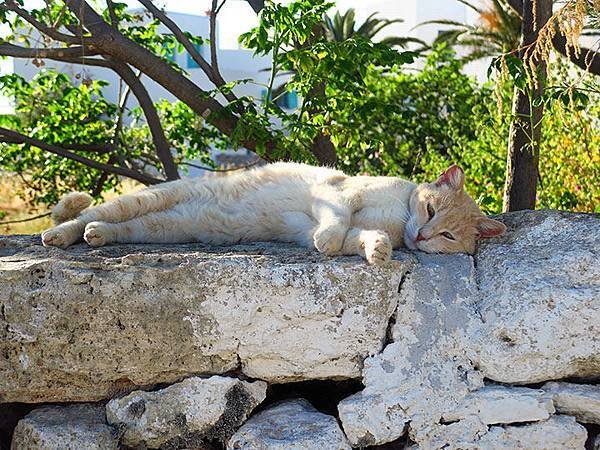 Island cats 23.JPG