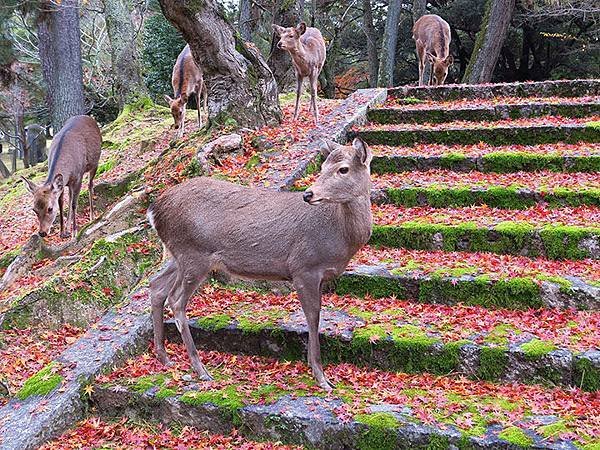 Nara park a1.JPG