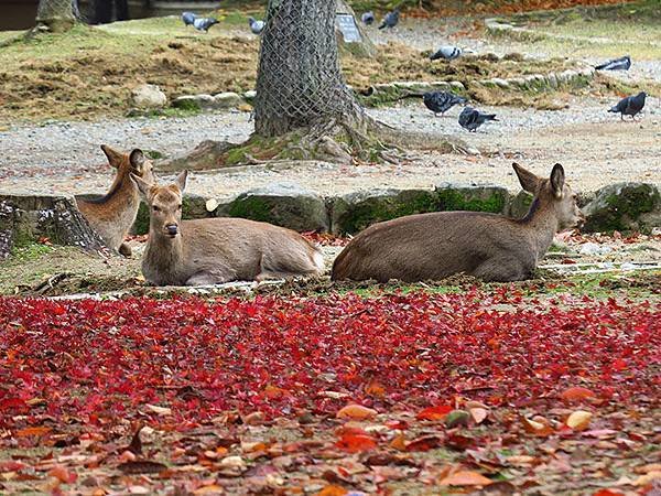 Nara park a3.JPG