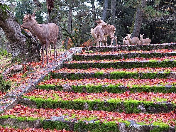 Nara park a7.JPG