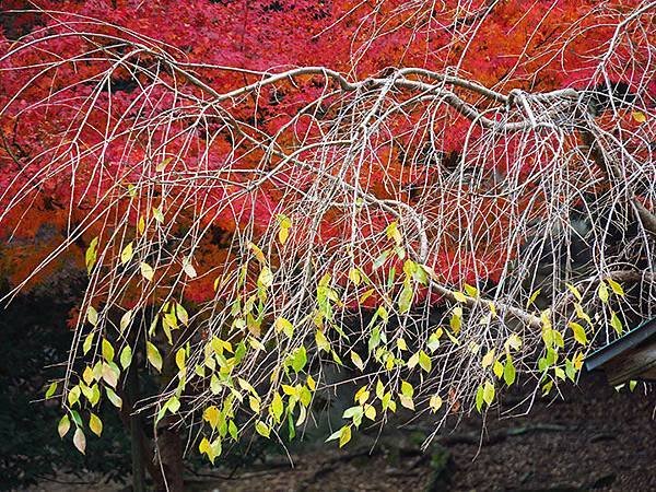 Nara park b4.JPG