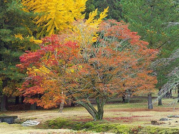 Nara park b3.JPG