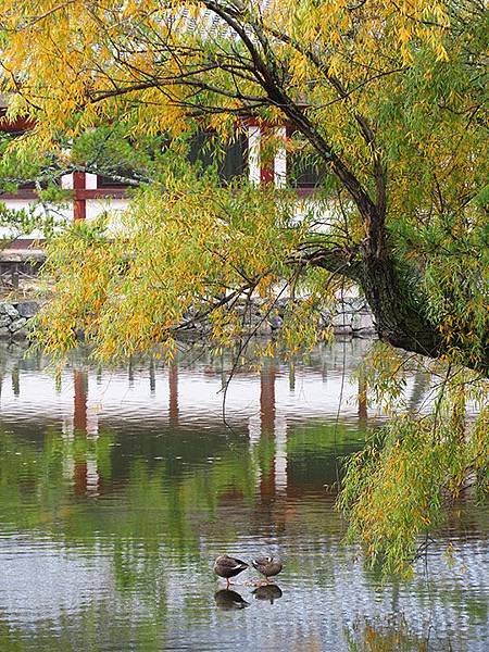 Nara park c3.JPG