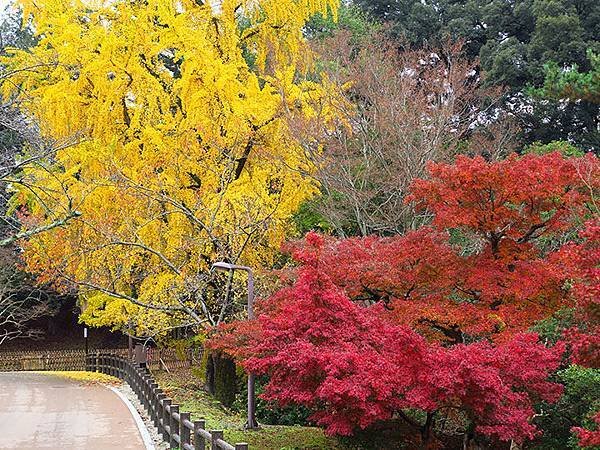 Nara park b6.JPG