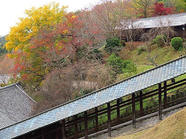 Nara park d1.JPG