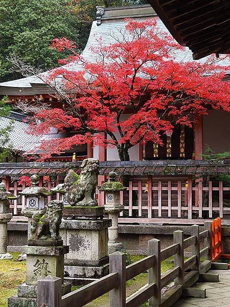 Nara park d7.JPG