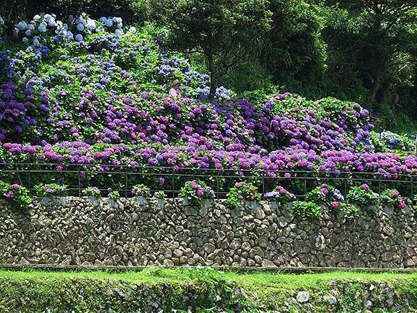 Hydrangea d1.JPG