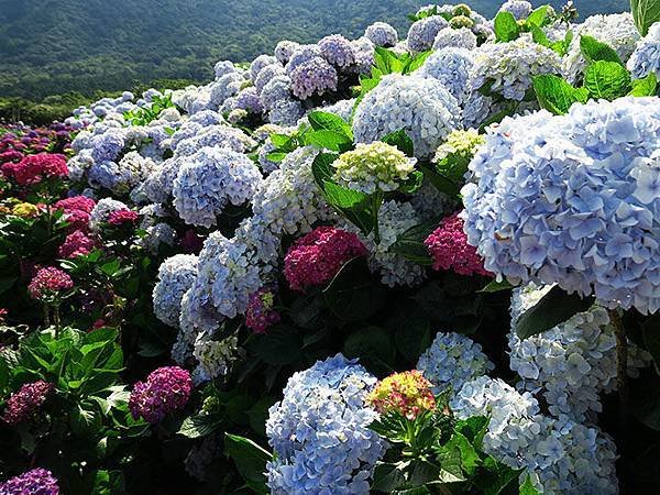 Hydrangea g5.JPG