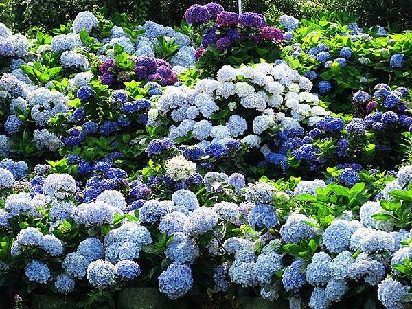 Hydrangea g2.JPG