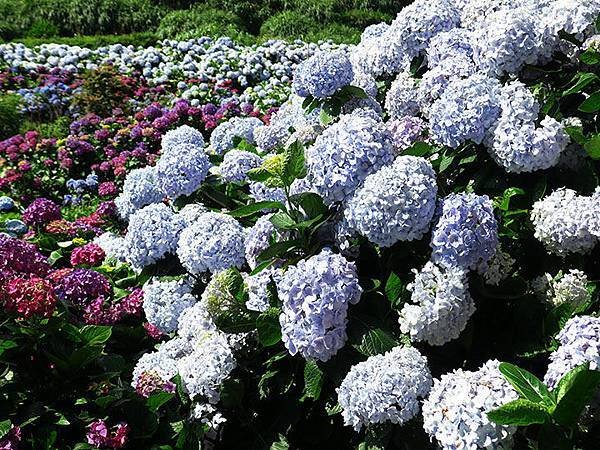 Hydrangea g1.JPG