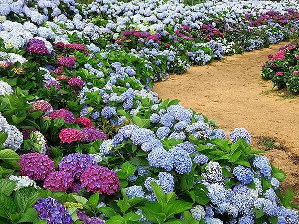 Hydrangea g3.JPG