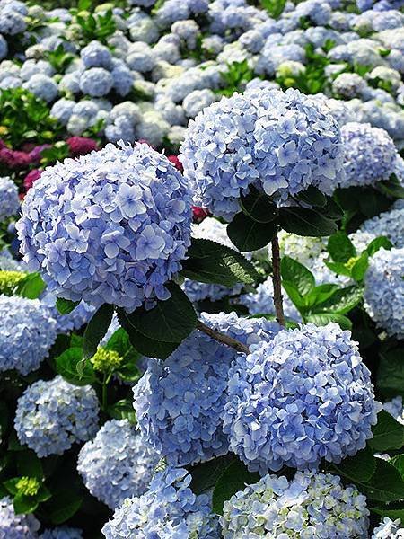 Hydrangea g7.JPG