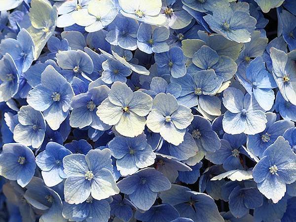 Hydrangea g9.JPG