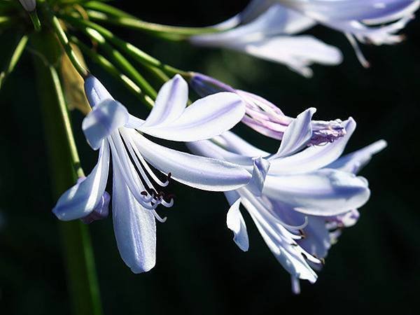 Hydrangea h3.JPG