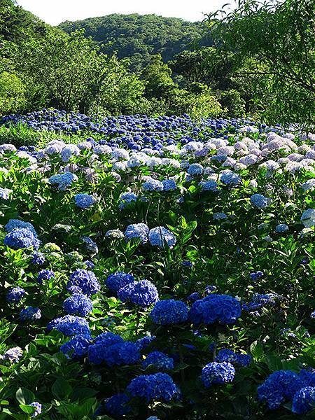 Hydrangea h8.JPG