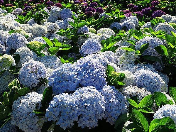 Hydrangea i3.JPG