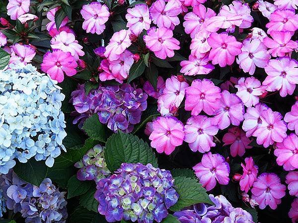 Hydrangea i5.JPG